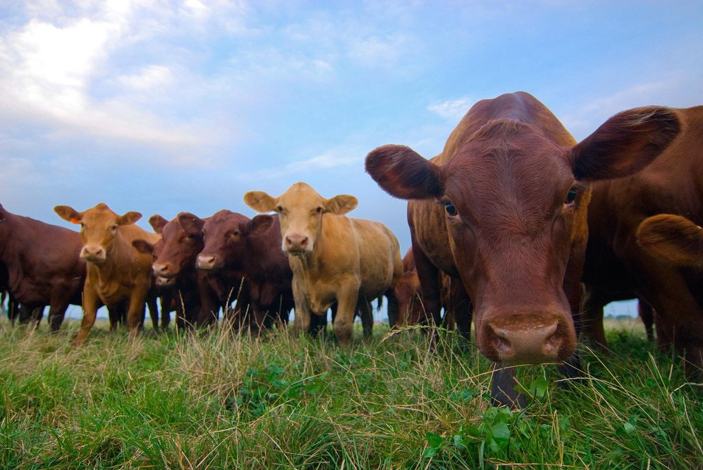 Grass-fed cattle on pasture