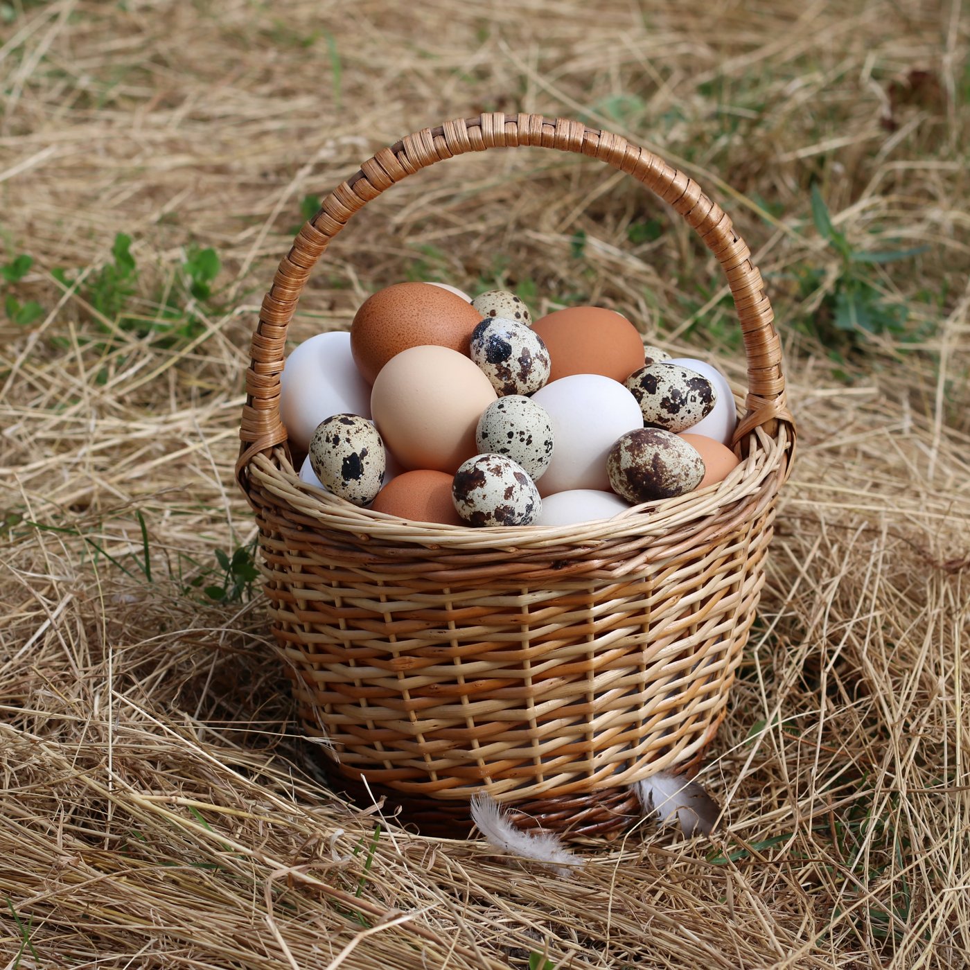 Pasture-raised eggs in a basket